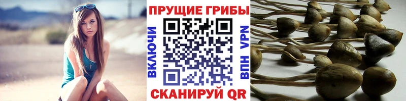 Псилоцибиновые грибы Magic Shrooms  Малая Вишера 